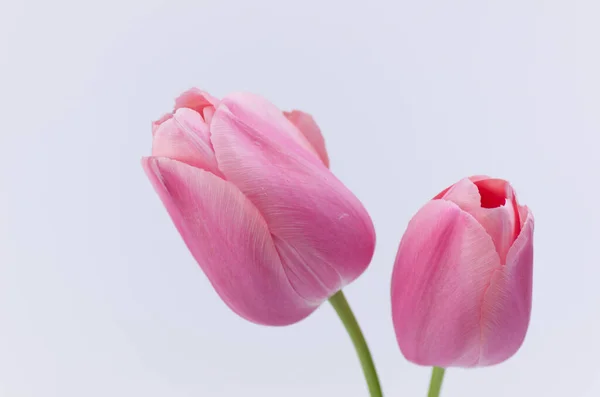 Селективный Снимок Розовых Цветов Тюльпана Белом Фоне — стоковое фото