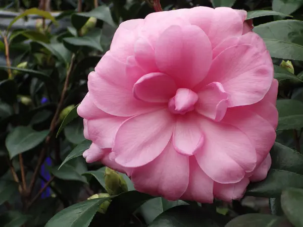 Detailní Záběr Krásné Růžové Kamélie Květiny — Stock fotografie