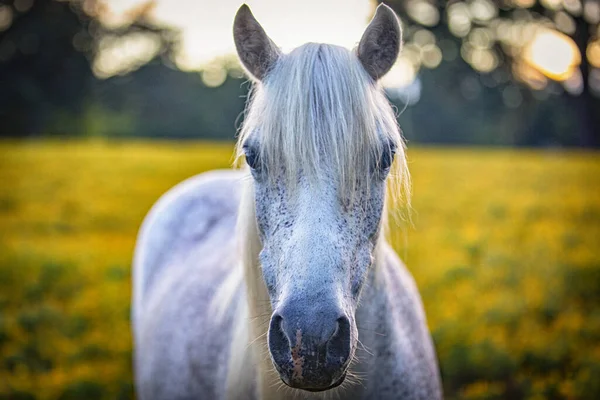 フィールド内の美しい馬の選択的フォーカスショット — ストック写真