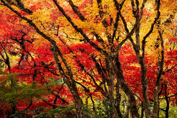 Kleurrijke Herfst Japanse Esdoorns Nationale Historische Site Butchart Gardens Canada — Stockfoto