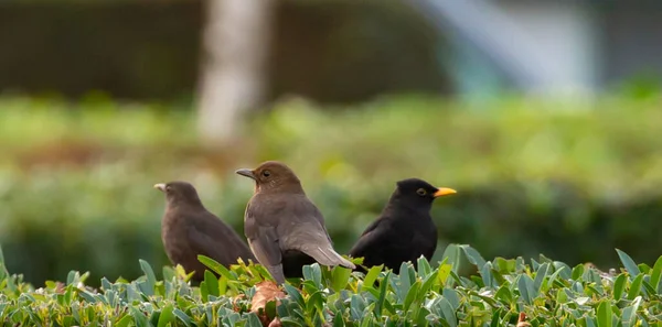 Siyah Arka Planda Güzel Kuşların Yakın Plan Çekimi — Stok fotoğraf