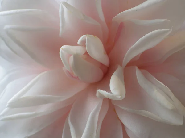 Closeup Shot Beautiful Pink Camellia Flower — Stock Photo, Image