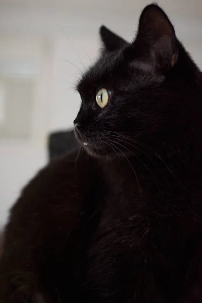 Eine Vertikale Aufnahme Einer Schönen Schwarzen Katze Mit Grünen Augen — Stockfoto