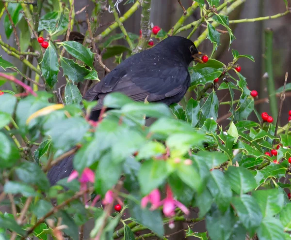 一般的な黒鳥のクローズアップショット — ストック写真