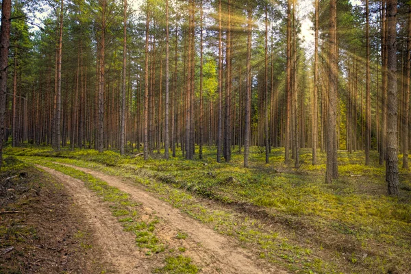 Πράσινο Δάσος Καλοκαίρι Τις Ακτίνες Του Ήλιου Πέφτουν Μέσα Από — Φωτογραφία Αρχείου