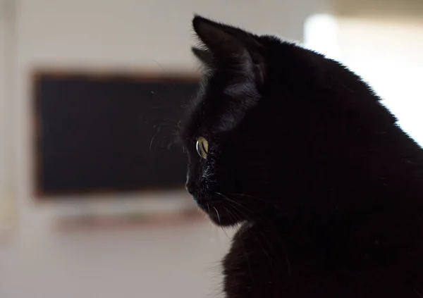 Closeup Shot Beautiful Black Cat Green Eyes Blurred Background — Stock Photo, Image