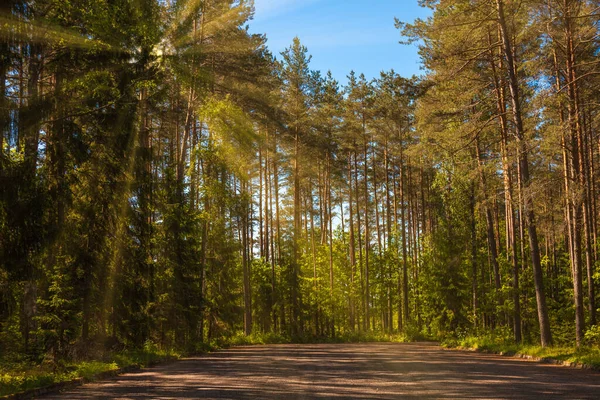 Zöld Erdő Nyári Időszakban Napsugarak Becsapódnak Fák Közé — Stock Fotó