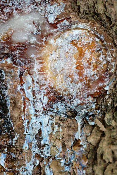 Colpo Verticale Delle Texture Sul Tronco Albero — Foto Stock