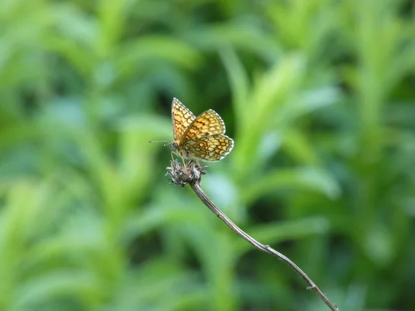 在树枝上的美丽蝴蝶的选择性聚焦镜头 — 图库照片