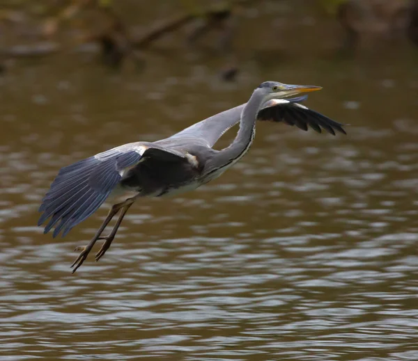 Een Close Shot Van Een Grijze Reiger — Stockfoto