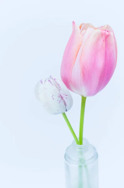Вертикальный Снимок Цветов Тюльпана Вазе — стоковое фото