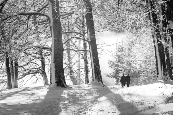 Ένα Γκρι Πλάνο Φίλων Που Περπατούν Ένα Ομιχλώδες Δάσος Του — Φωτογραφία Αρχείου