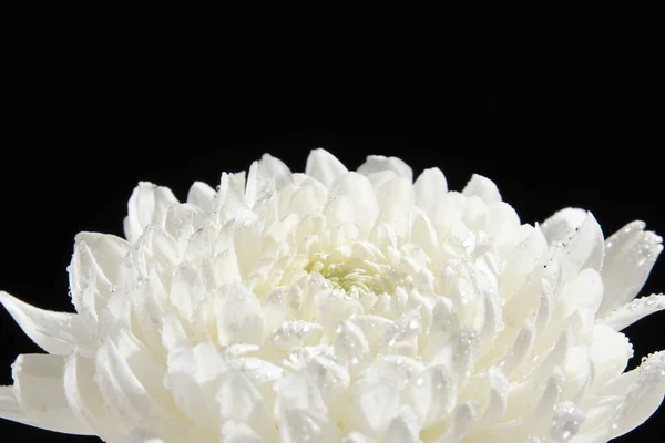 Closeup Shot Beautiful White Chrysanthemum Flower Head Isolated Black Background — Stock Photo, Image