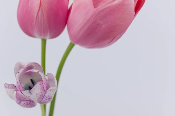Вибірковий Фокус Зображення Квітів Рожевих Тюльпанів Білому Тлі — стокове фото