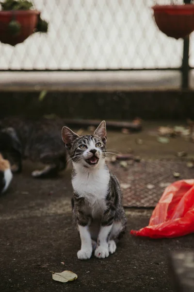 Tiro Enfoque Selectivo Vertical Gato Sentado Suelo Mirando Hacia Arriba — Foto de Stock