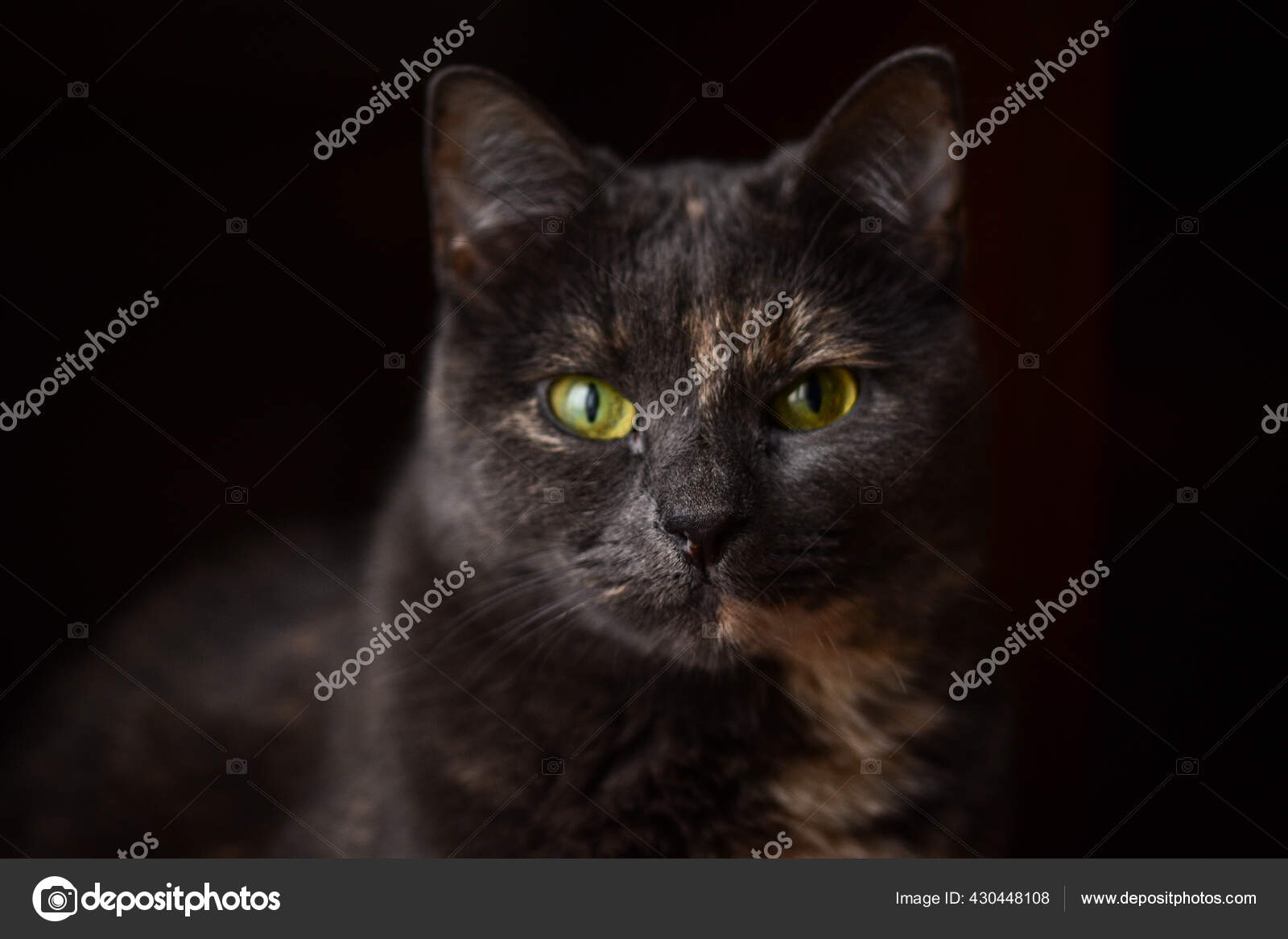 Selective focus shot of a gray cat with an angry cat face with a