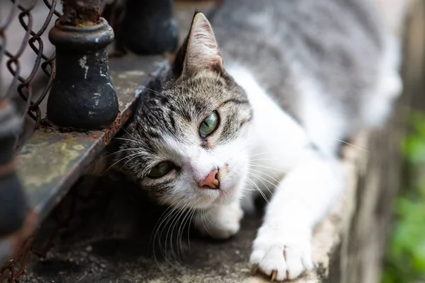 Μια Μαλακή Εστίαση Μιας Γκρίζας Γάτας Συντροφιάς Που Βρίσκεται Εξωτερικούς — Φωτογραφία Αρχείου