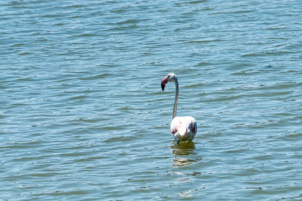 Närbild Större Flamingo Vattnet — Stockfoto