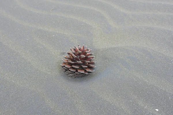 Closeup Shot Pine Cone Sand — Stock Photo, Image