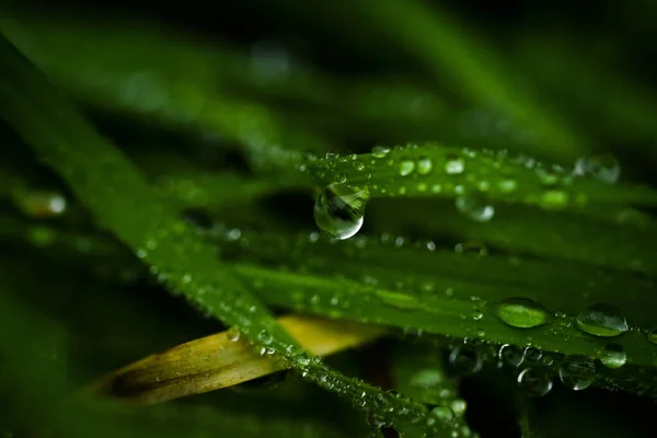 Une Prise Vue Sélective Des Gouttes Rosée Sur Les Plantes — Photo