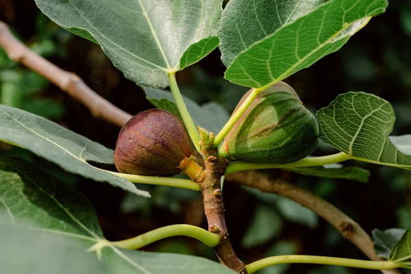 Eine Nahaufnahme Von Reifen Feigenfrüchten Auf Dem Baum — Stockfoto