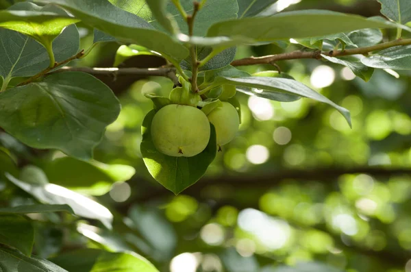 Eine Nahaufnahme Eines Baumes Mit Unreifen Kaki — Stockfoto