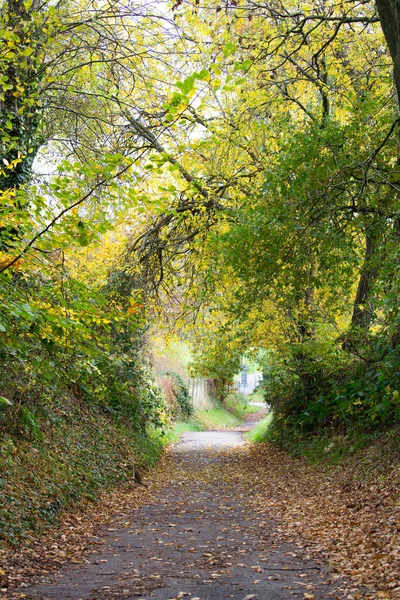 秋の公園の垂直方向の美しいショット倒木の葉で覆われた狭い歩道 — ストック写真