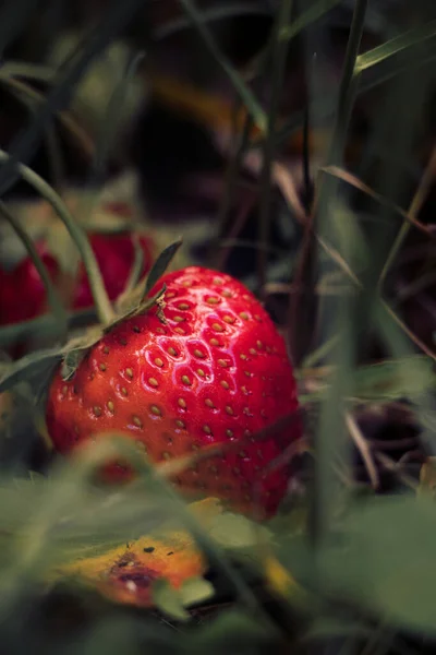 Gros Plan Vertical Une Fraise Sur Une Plante — Photo