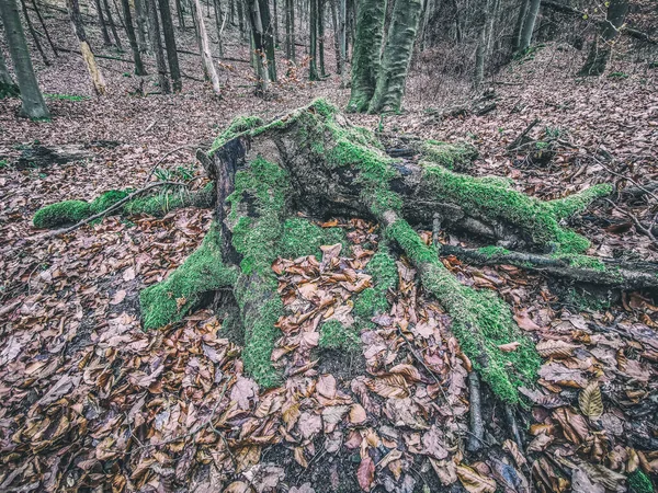 Une Belle Forêt Avec Troncs Arbres Feuilles Sèches — Photo