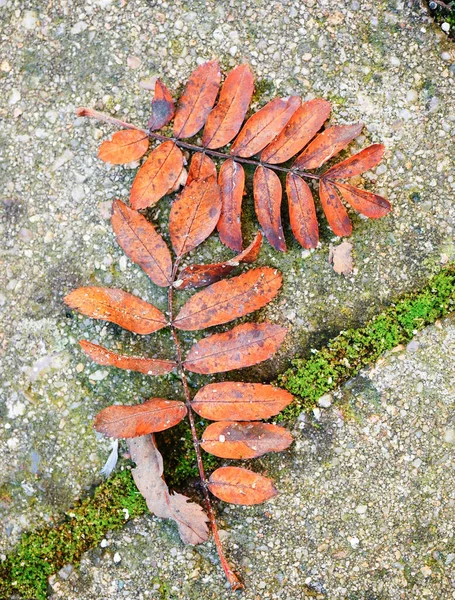 Eine Vertikale Aufnahme Einiger Roter Buschblätter Auf Asphalt — Stockfoto