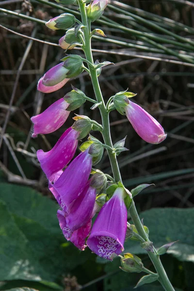 Vertical Shot Foxglove Several Blossoms Buds — Stock Photo, Image