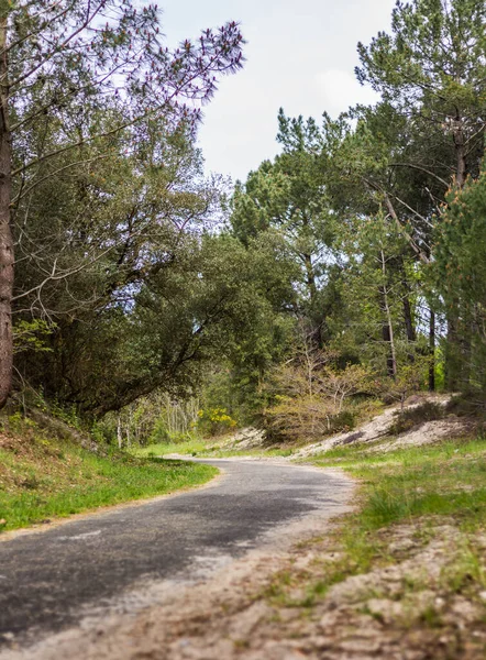 Een Verticaal Shot Van Een Weg Door Het Bos Tijdens — Stockfoto