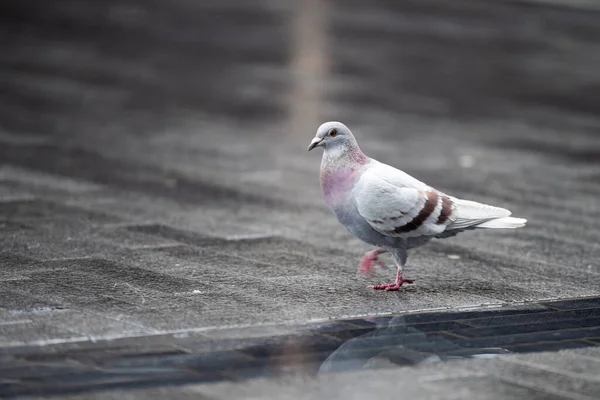 Kaldırımdaki Bir Güvercinin Seçici Odak Noktası — Stok fotoğraf