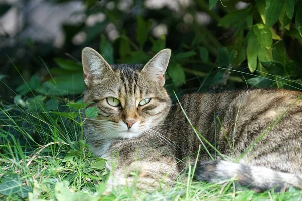 Çimenli Bir Zeminde Oturan Çizgili Sevimli Bir Kedinin Yakın Çekimi — Stok fotoğraf