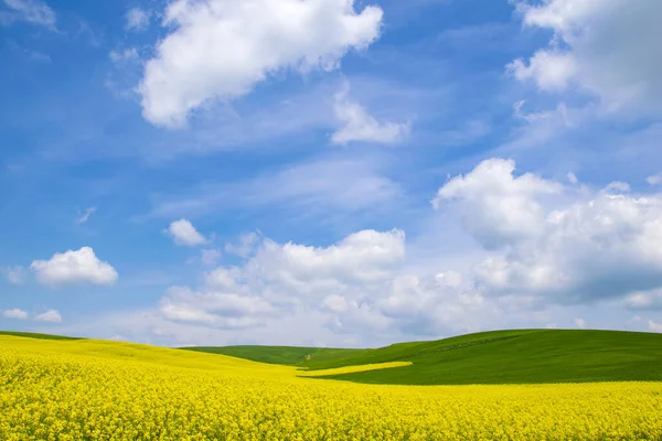 Ένα Αχανές Κίτρινο Λιβάδι Αγριολούλουδα Και Γαλάζιο Ουρανό Από Πάνω — Φωτογραφία Αρχείου