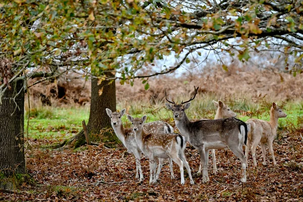 Een Selectieve Focus Shot Van Schattige Herten Het Bos — Stockfoto