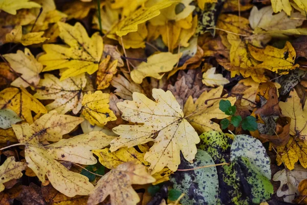 Selektywne Ujęcie Opadłych Jesiennych Liści — Zdjęcie stockowe