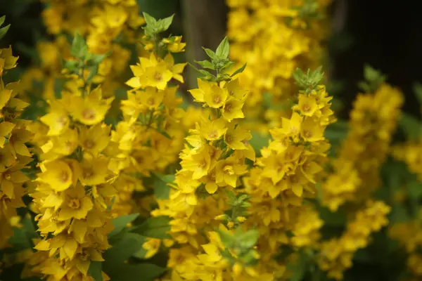 Tiro Enfoque Selectivo Flores Vida Floja Amarilla —  Fotos de Stock