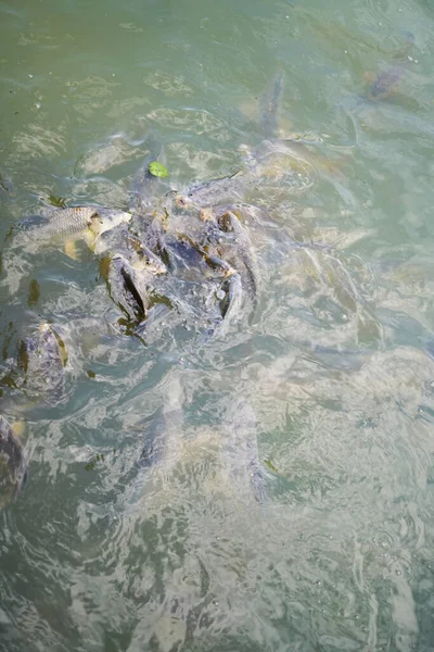 水の中の魚の蓄積の垂直ショット — ストック写真