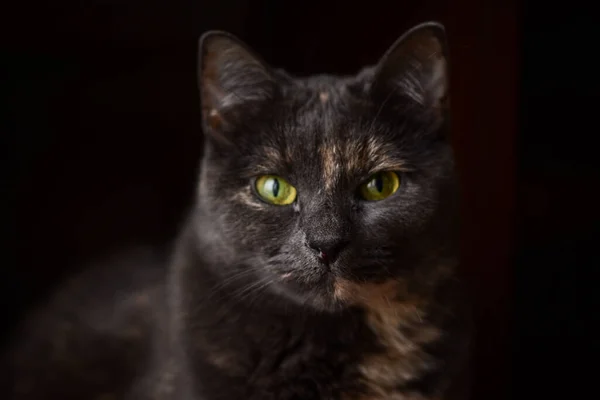 Selektivní Zaostření Záběr Roztomilé Černošky Kočka Zelenýma Hněvivýma Očima — Stock fotografie