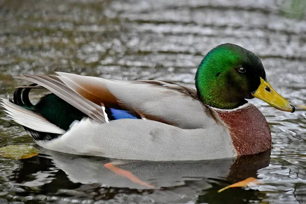 Een Selectieve Focus Shot Van Een Eend Drijvend Water — Stockfoto