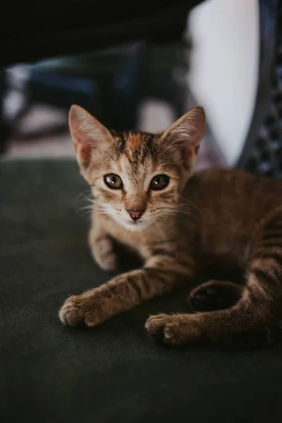 Eine Vertikale Aufnahme Einer Katze Die Auf Dem Boden Liegt — Stockfoto