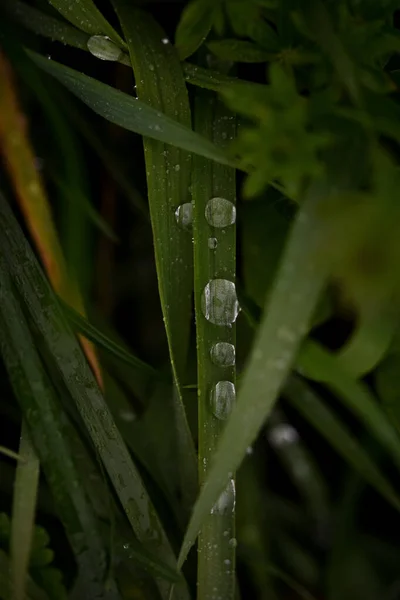 식물에 물방울을 선택적으로 — 스톡 사진