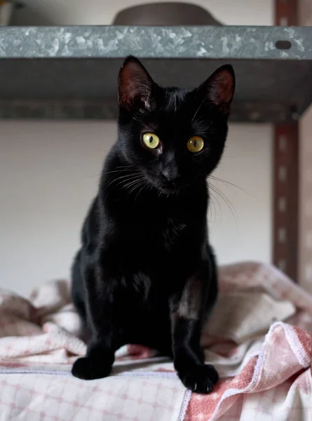 Colpo Verticale Adorabile Gatto Nero Seduto Letto Con Uno Sfondo — Foto Stock