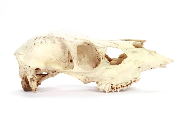 Primo Piano Del Cranio Animale Sfondo Bianco — Foto Stock