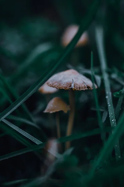 Een Selectieve Focus Shot Van Kleine Wilde Paddestoelen Die Groeien — Stockfoto