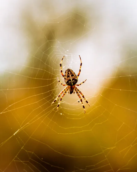 Eine Vertikale Selektive Makroaufnahme Einer Spinne Auf Dem Spinnennetz — Stockfoto