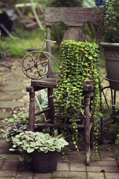 Plan Vertical Fleurs Sur Une Vieille Chaise Dans Jardin — Photo