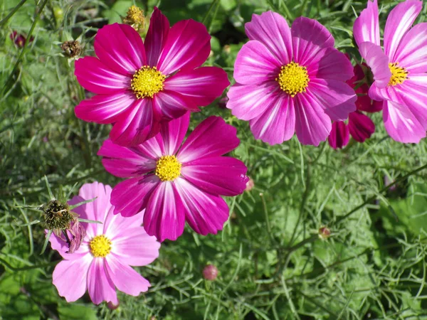 Primer Plano Flores Cosmos Blancas Moradas Floreciendo Jardín —  Fotos de Stock