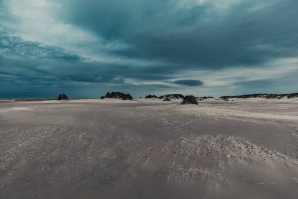 Vacker Utsikt Över Buskar Sandkullar Strand Borkum Tyskland — Stockfoto